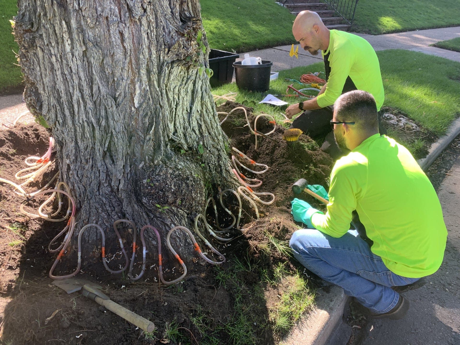 Two workers applying a trunk injection treatment through tubing around a tree base