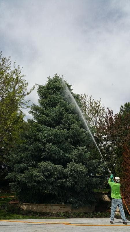Worker directing a spray toward the upper branches of an evergreen tree