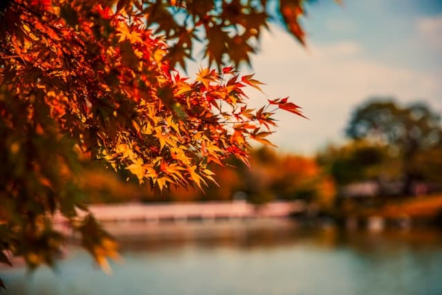 Shade Trees Denver