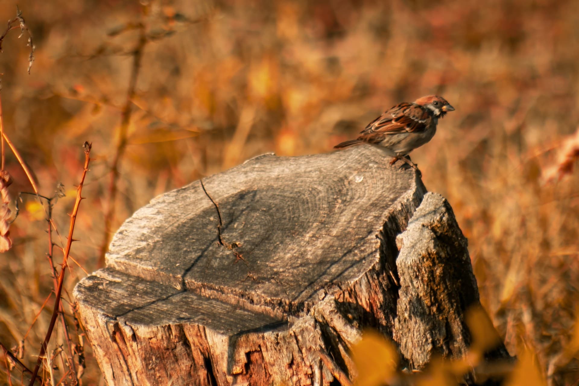 Tree Stump Removal