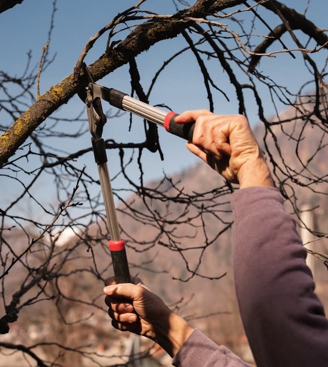 Rejuvenation Pruning - American Arbor Care