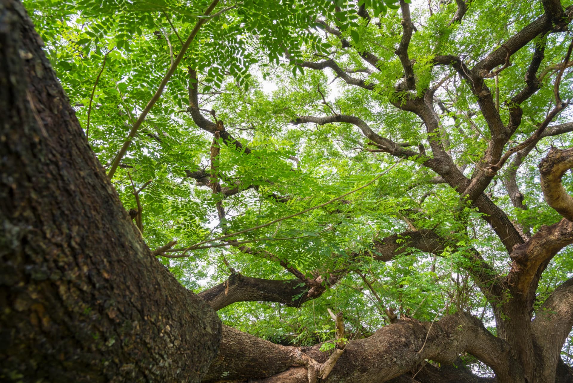 Honey Locust Tree