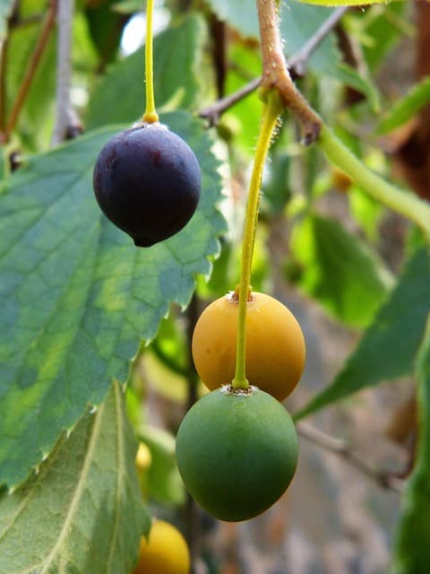 Hackberry Tree