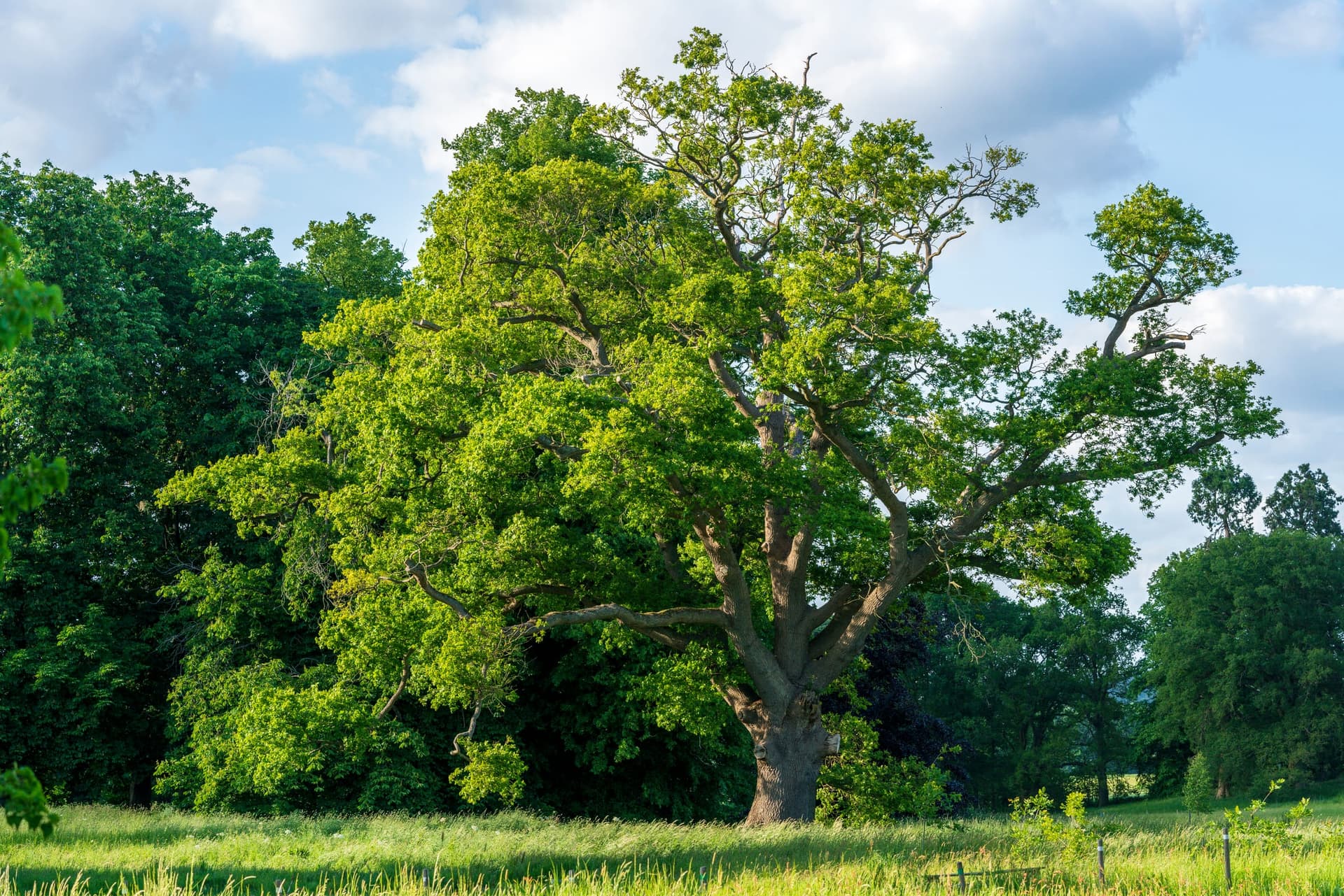Bur Oak Tree
