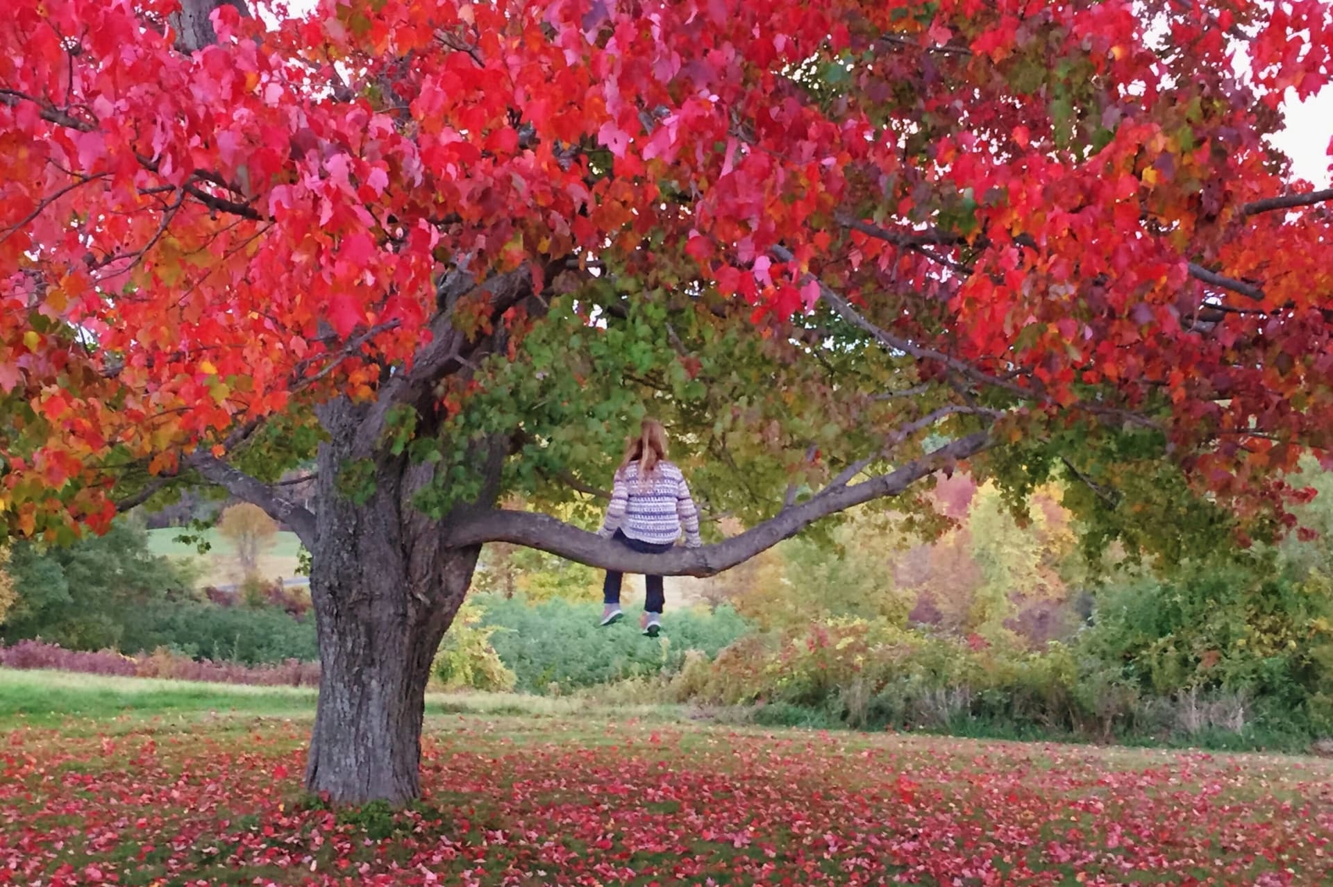 Red Maple Tree