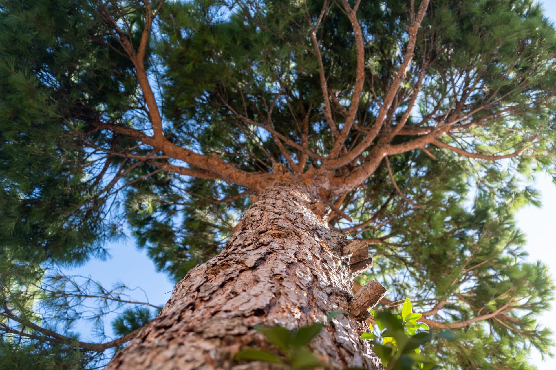 Ponderosa Pine Tree