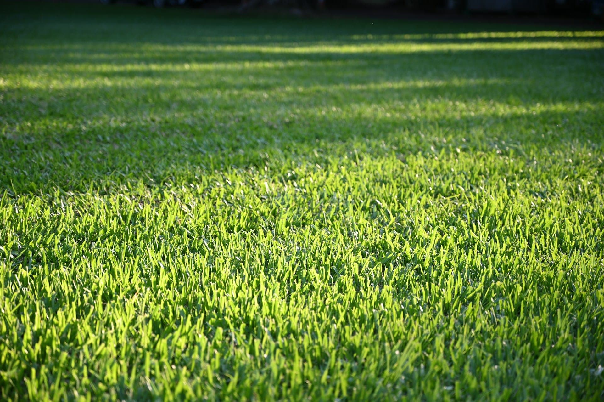 Lawn Fertilization Schedule Denver