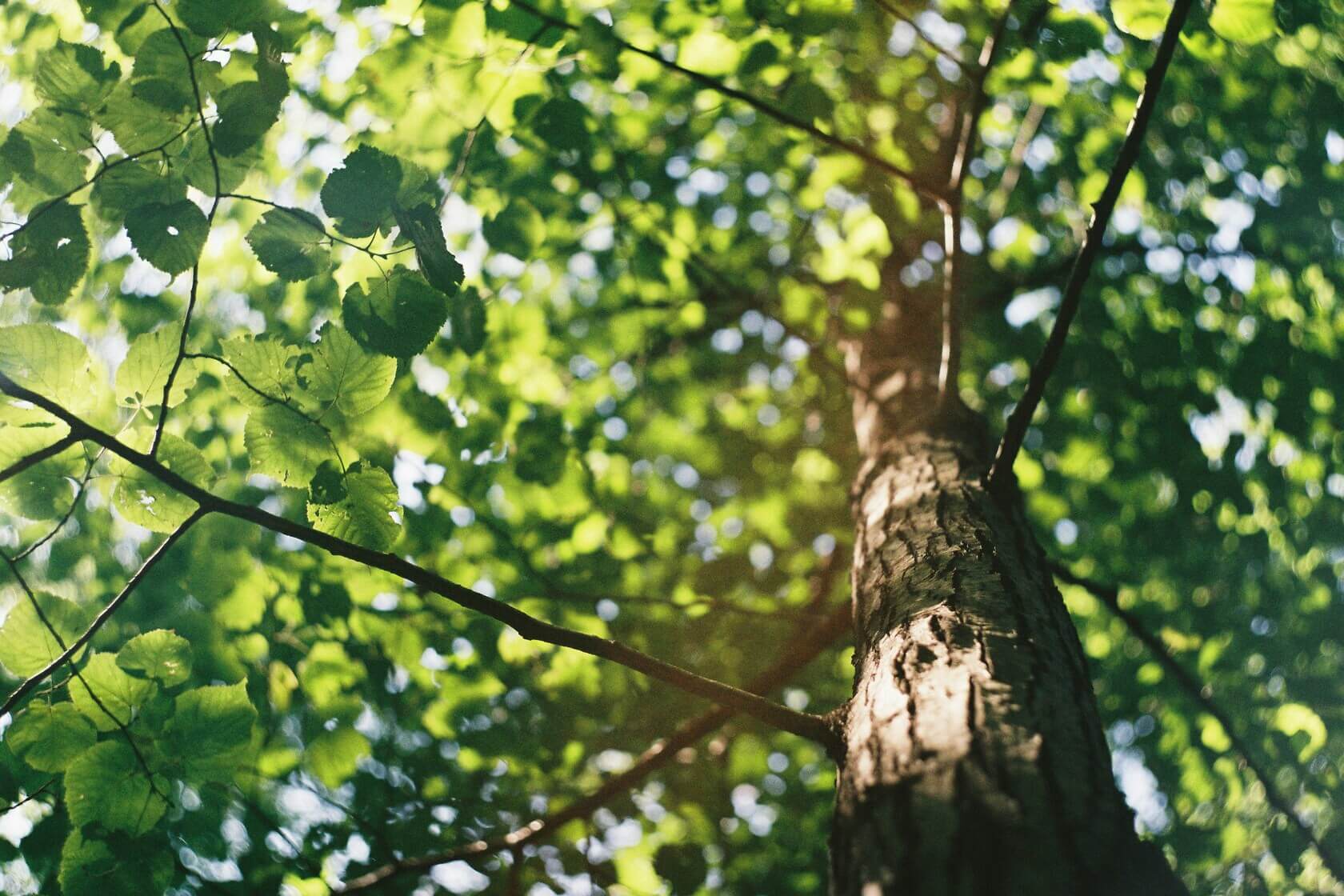 Sunlight filtering through a green tree canopy