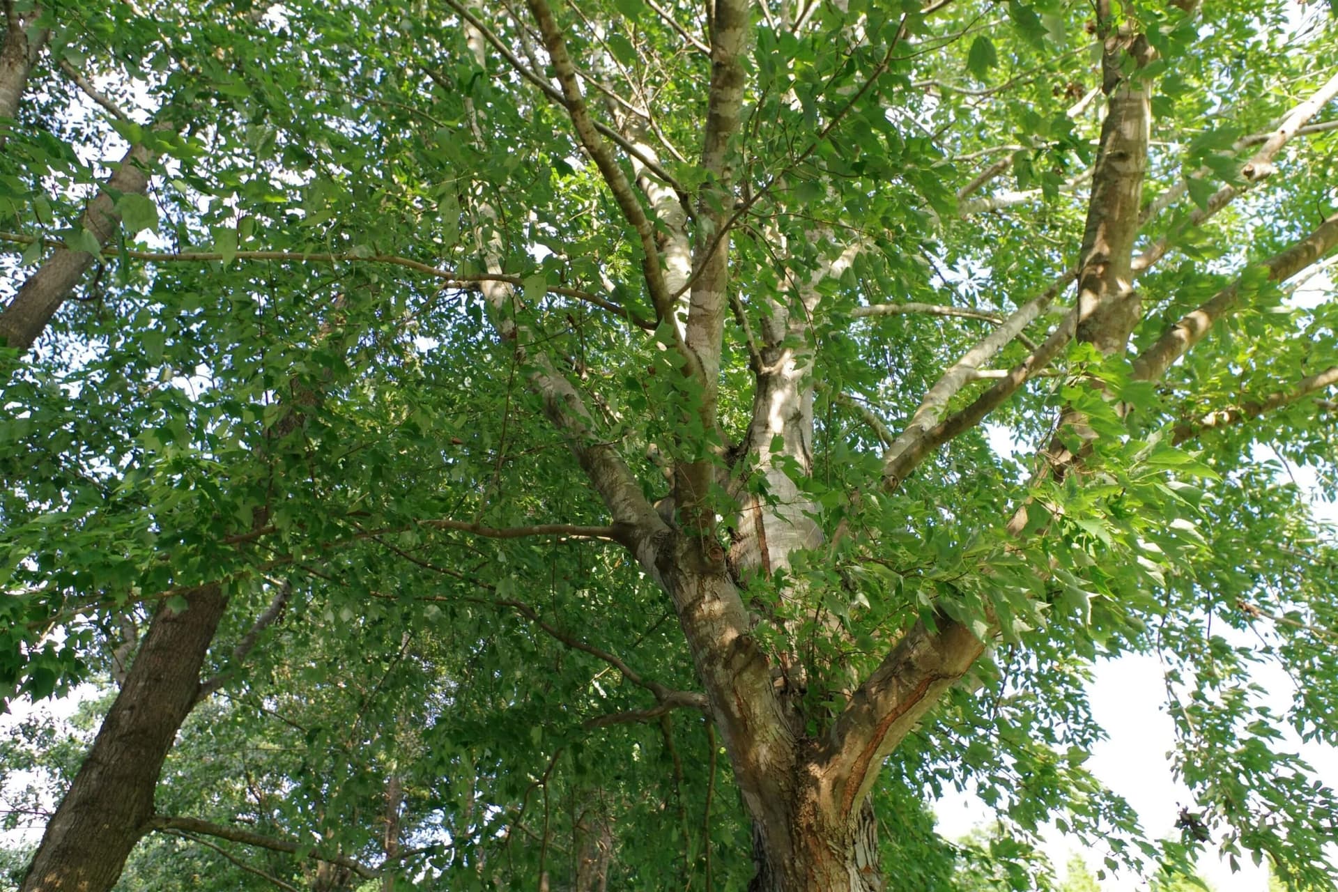 Large branching tree with a dense green canopy