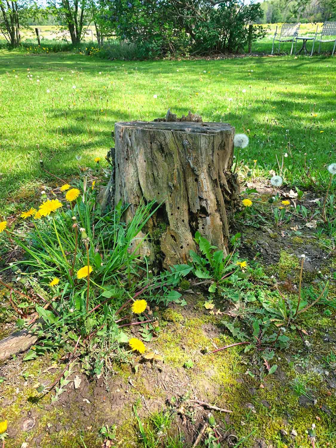 Tree stump surrounded by grass and dandelions