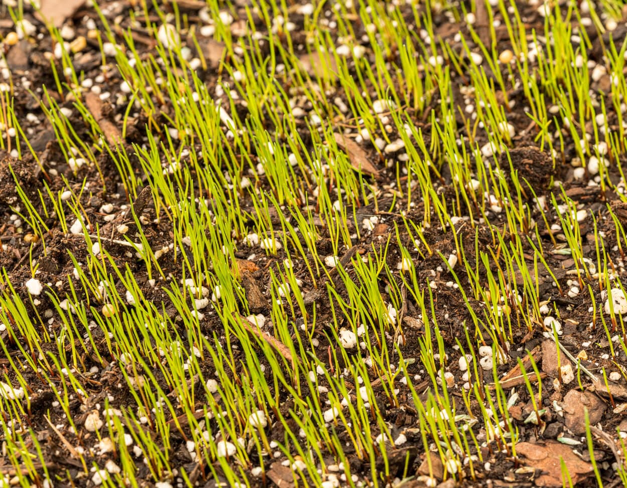 Young green shoots emerging from soil