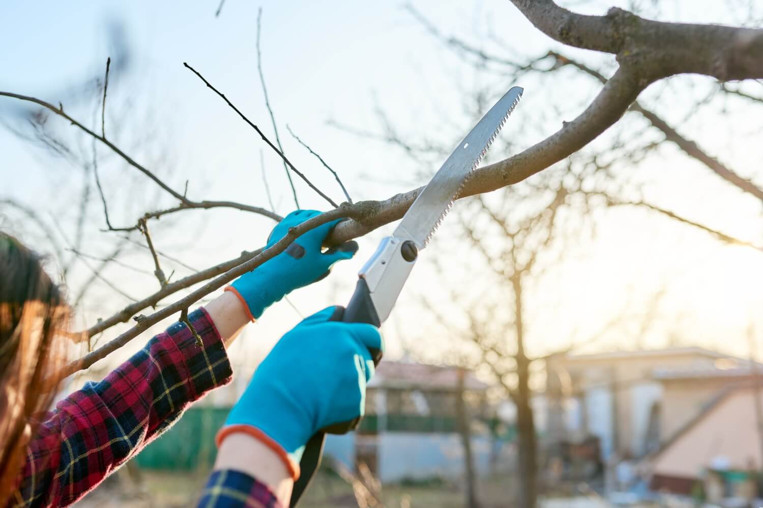 Gloved hands using a pruning saw on a leafless branch