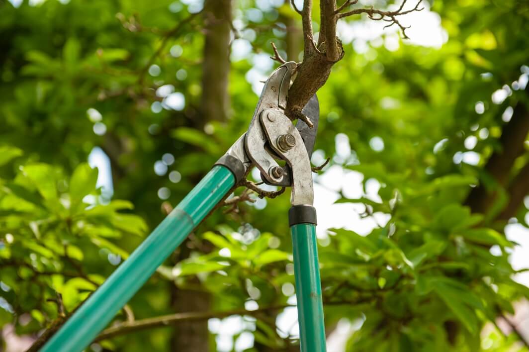 Loppers cutting a leafy tree branch