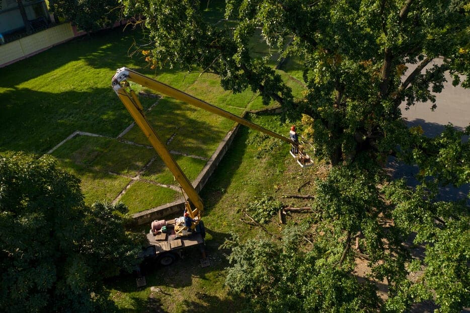 Aerial lift extended into a tree canopy above a residential yard