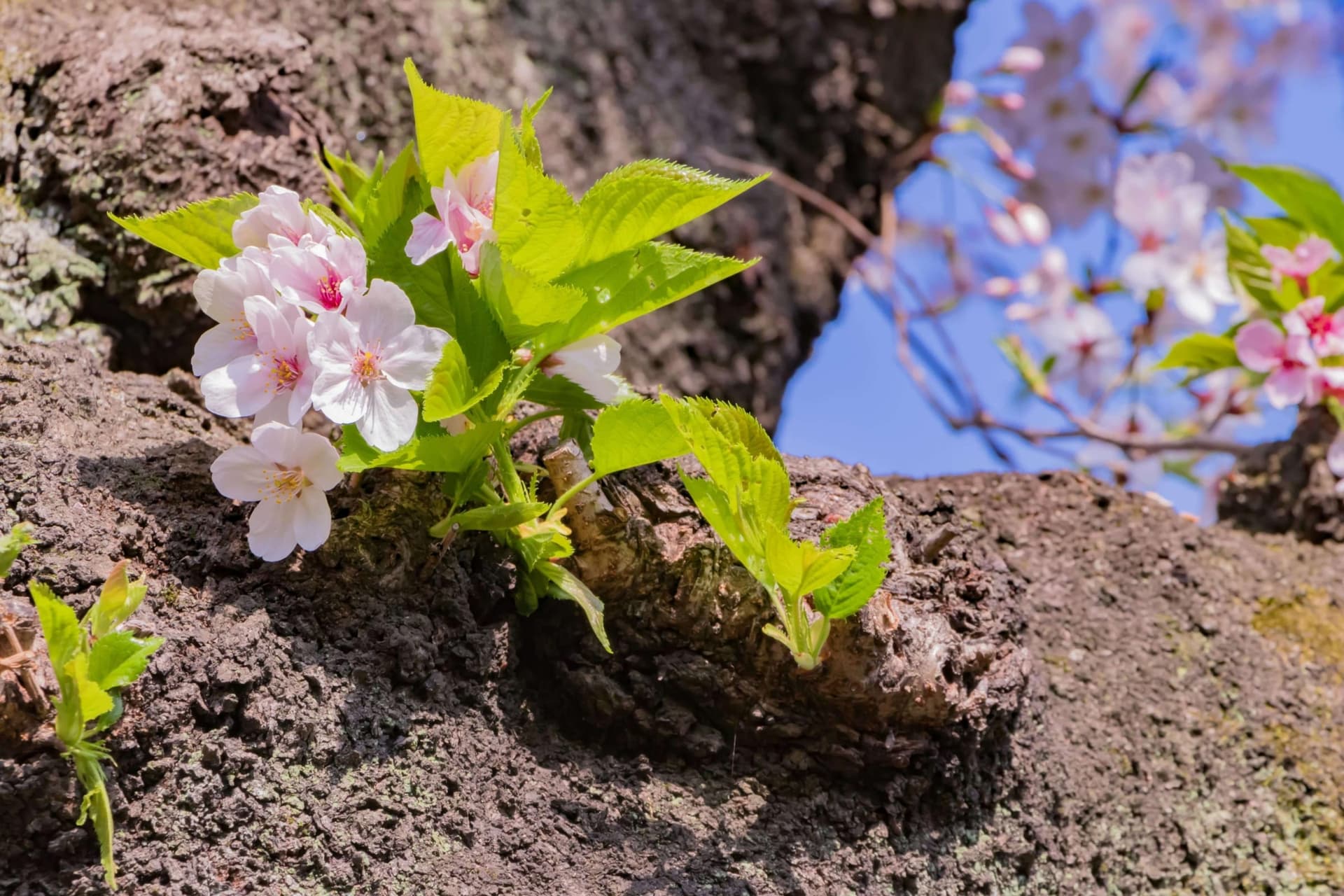 Pink blossoms and new leaves growing from a tree branch