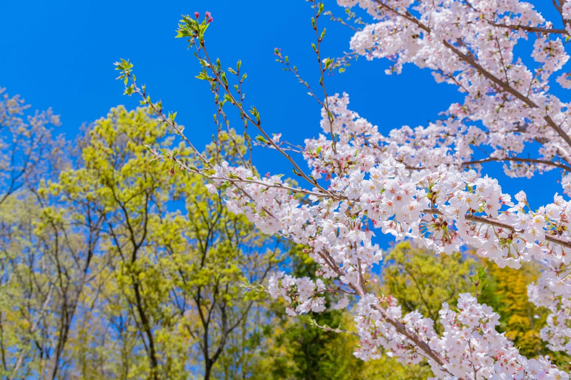 Pink flowering branches beside fresh green foliage