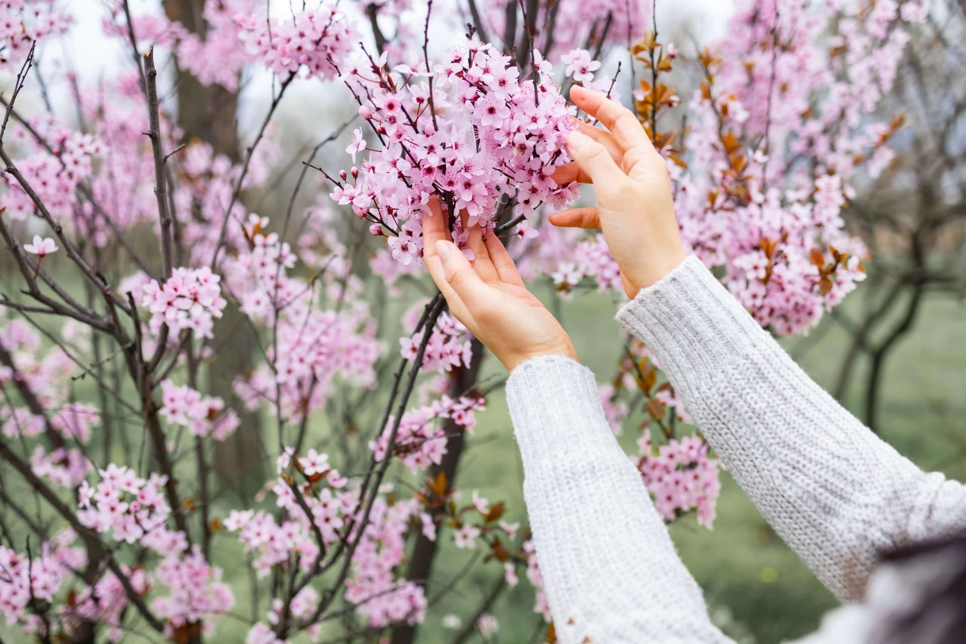 Hands holding a branch covered in pink blossoms