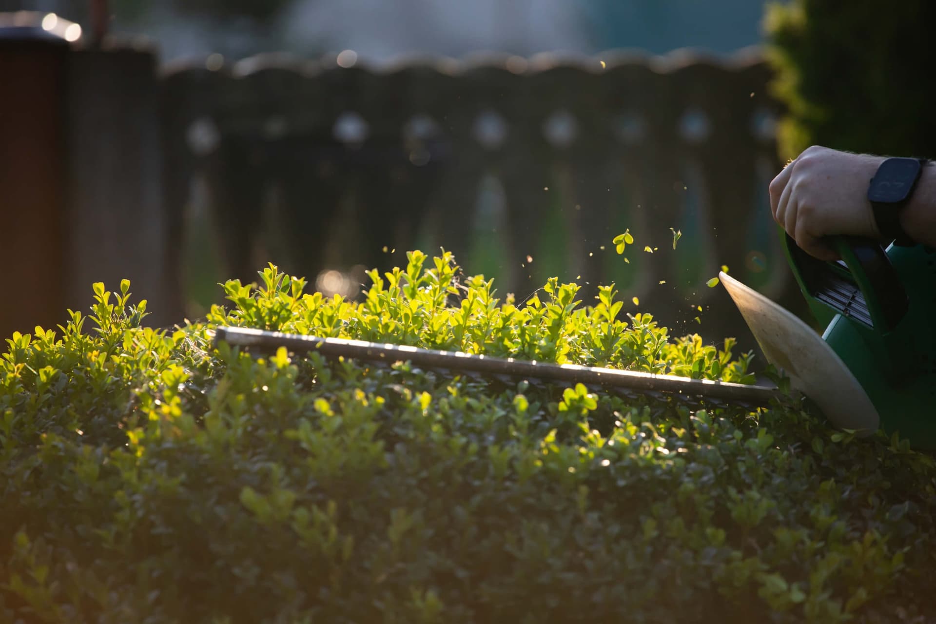 Powered hedge trimmer cutting the top of a hedge