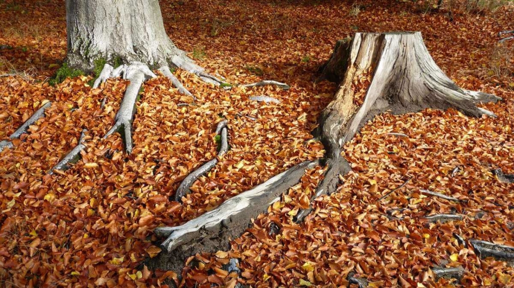 How to Hide Tree Roots Effectively American Arbor Care