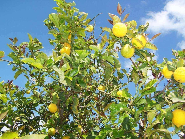 Have You Started Your Watering Routine? Keep Fruit Trees Healthy with