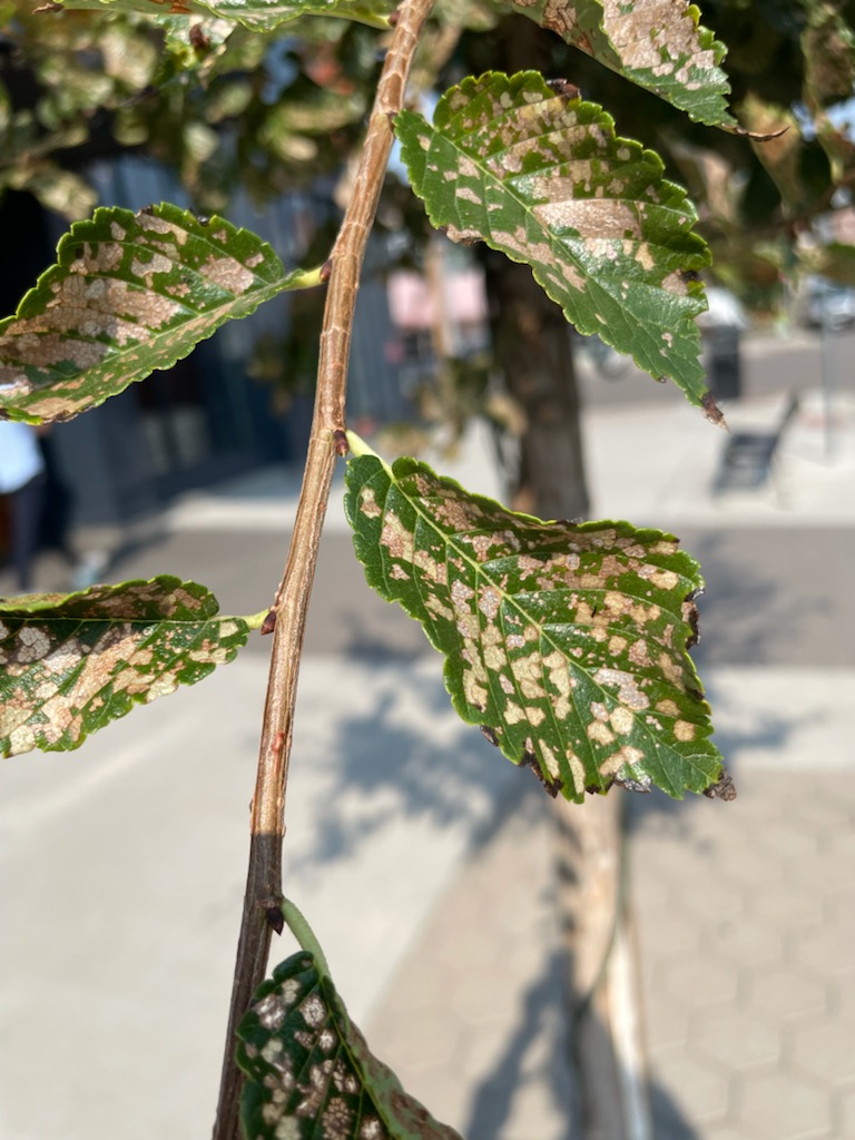 Elm Leaf Pests: Proper Denver Tree Care & Management