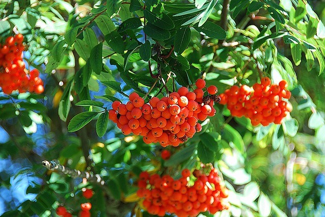 Tips from Denver Tree Service: Fruit and Ornamental Tree Spring Care