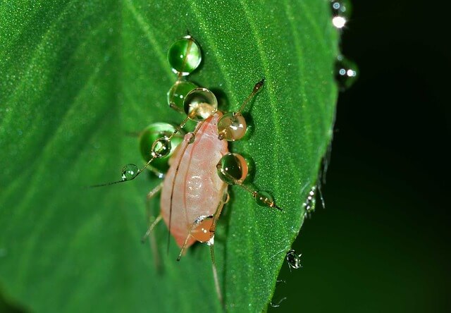 Aphid, Mite and Other Treatments from Your Tree Service in Denver
