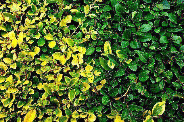 Proper Pruning of Spring Blooming Shrubs from Your Tree Service Company