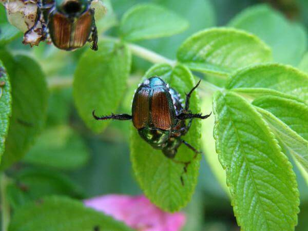 Japanese Beetles Your Tree Service Company in Denver Can Eliminate
