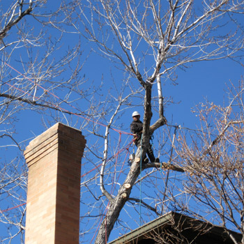 Freeze Damage to Your Trees and Shrubs