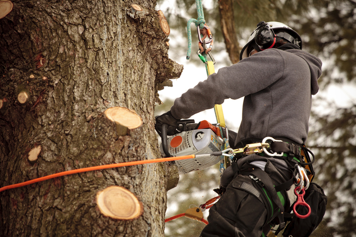 8 Questions to Ask When Hiring an Arborist