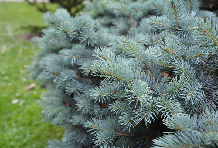 <strong>Denver Tree Care Encyclopedia: The Colorado Blue Spruce</strong>