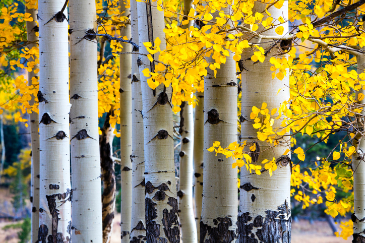 Should You Plant Aspen Trees in Denver?