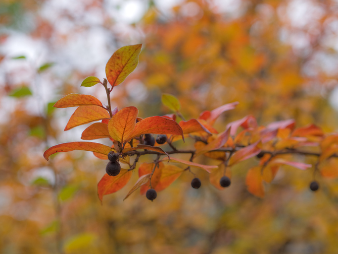 Denver Tree Care Encyclopedia: Autumn Brilliance Serviceberry
