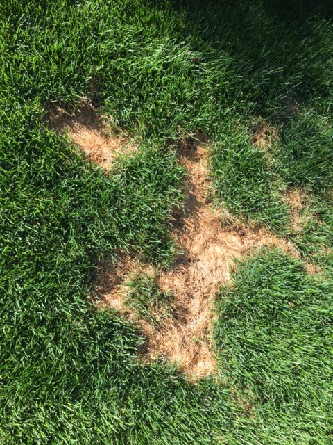 Grub Damage on lawn