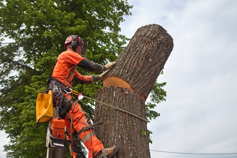 Winter Time is the Best Time for Tree Removal: Here’s Why