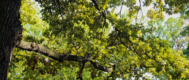 Denver Tree Encyclopedia – White Oak