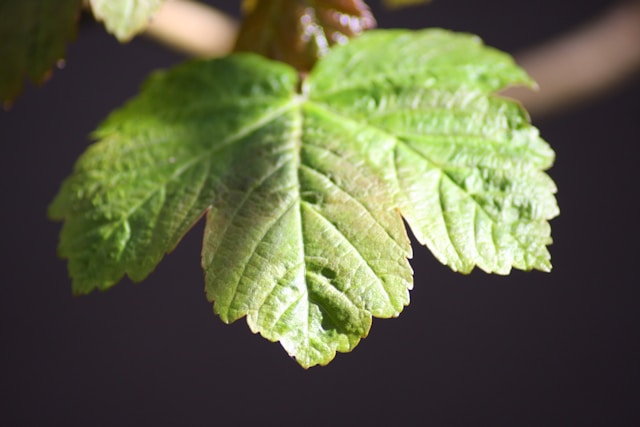 Oak Leaf Blister | How To Identify & Mitigate