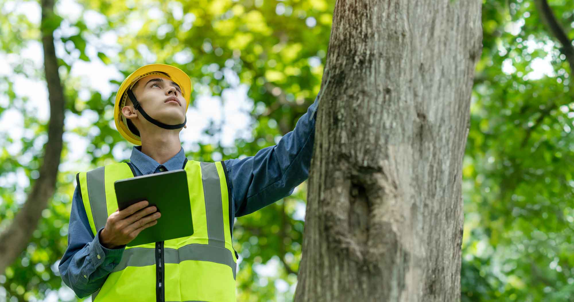 Abiotic Tree Disorders: Prevention and Control