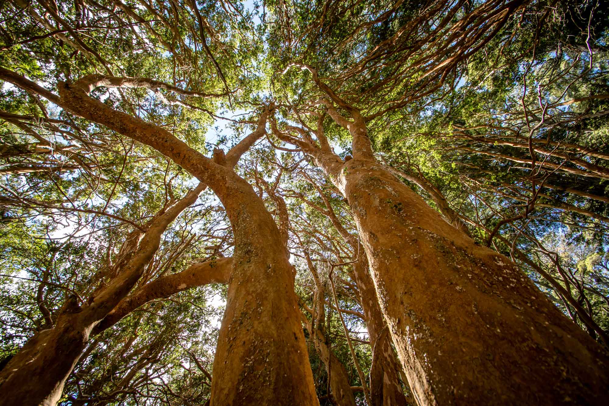 Soil Health: How to Amend Your Soil For Better Tree Growth in Denver