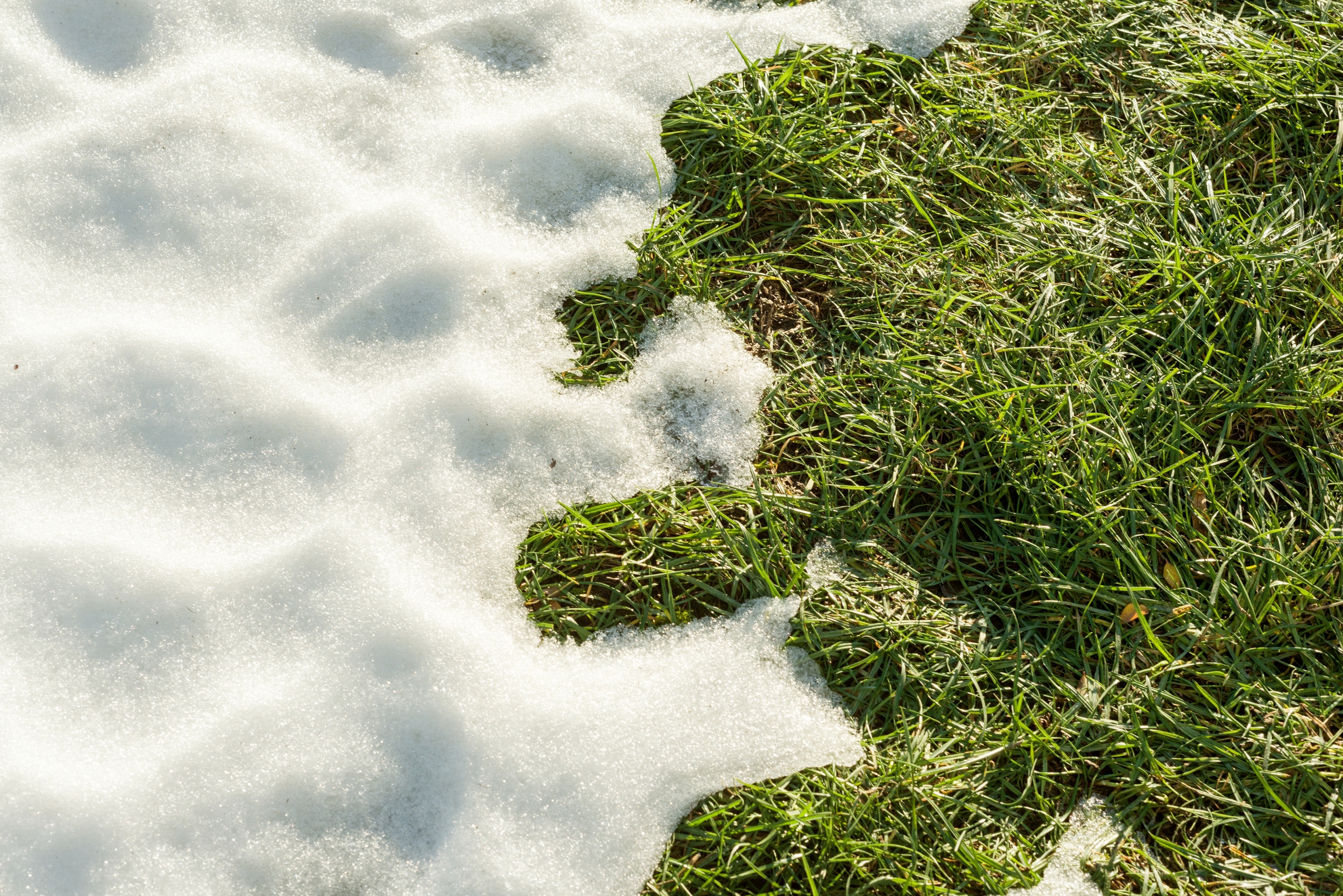 Snow Mold: What is it and How Do You Treat it?